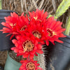 Torch Cactus - Trichocereus grandiflorus