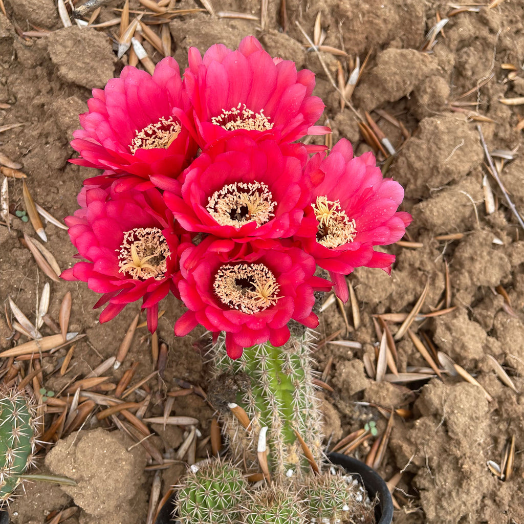 Torch Cactus - Trichocereus grandiflorus