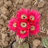 Torch Cactus - Trichocereus grandiflorus