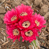 Torch Cactus - Trichocereus grandiflorus