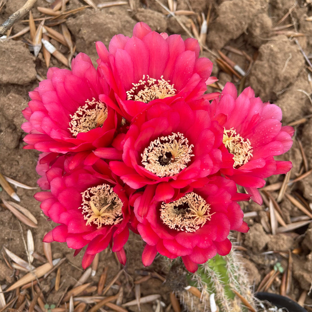 Torch Cactus - Trichocereus grandiflorus