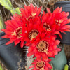 Torch Cactus - Trichocereus grandiflorus