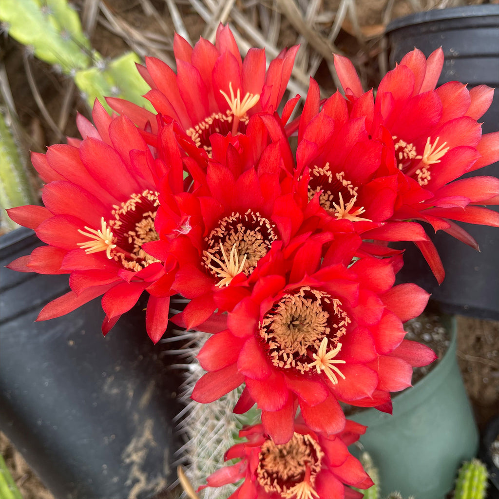 Torch Cactus - Trichocereus grandiflorus