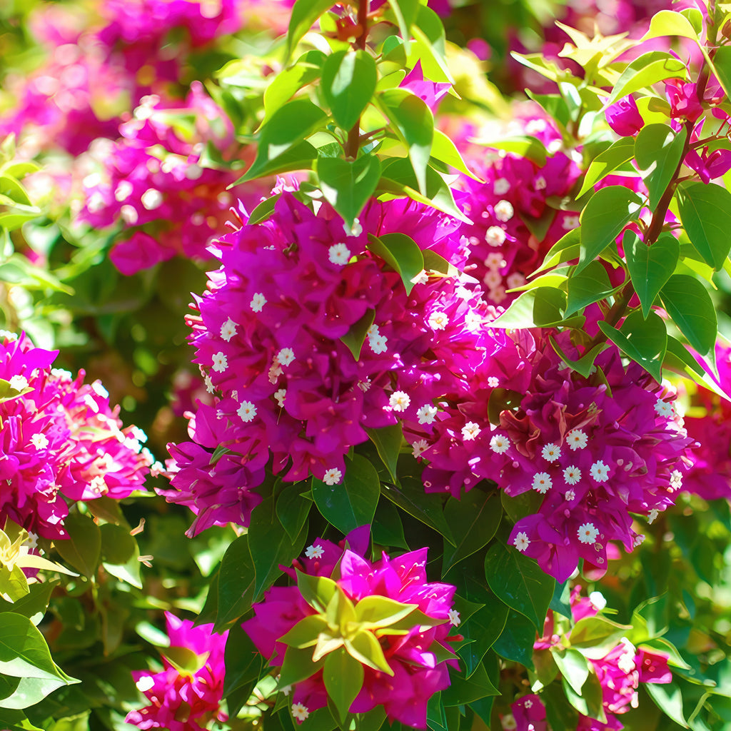 Torch Glow Bougainvillea