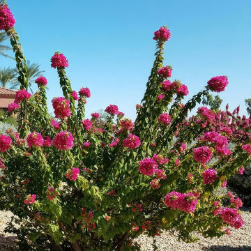 Torch Glow Bougainvillea