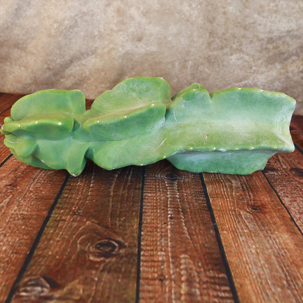 Totem Pole Cactus Cuttings