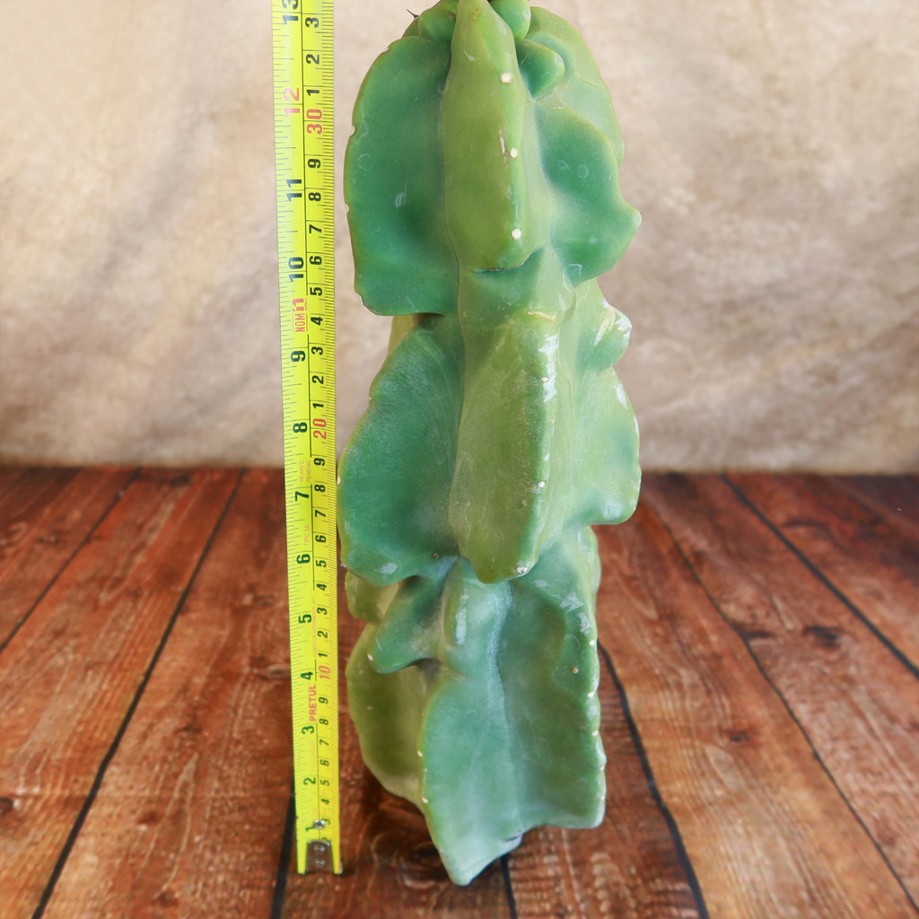 Totem Pole Cactus Cuttings