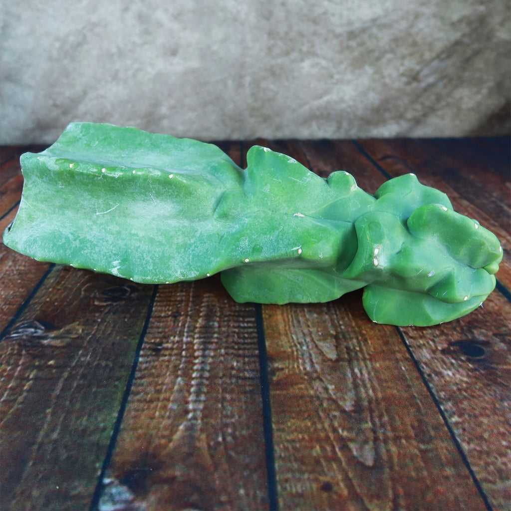 Totem Pole Cactus Cuttings