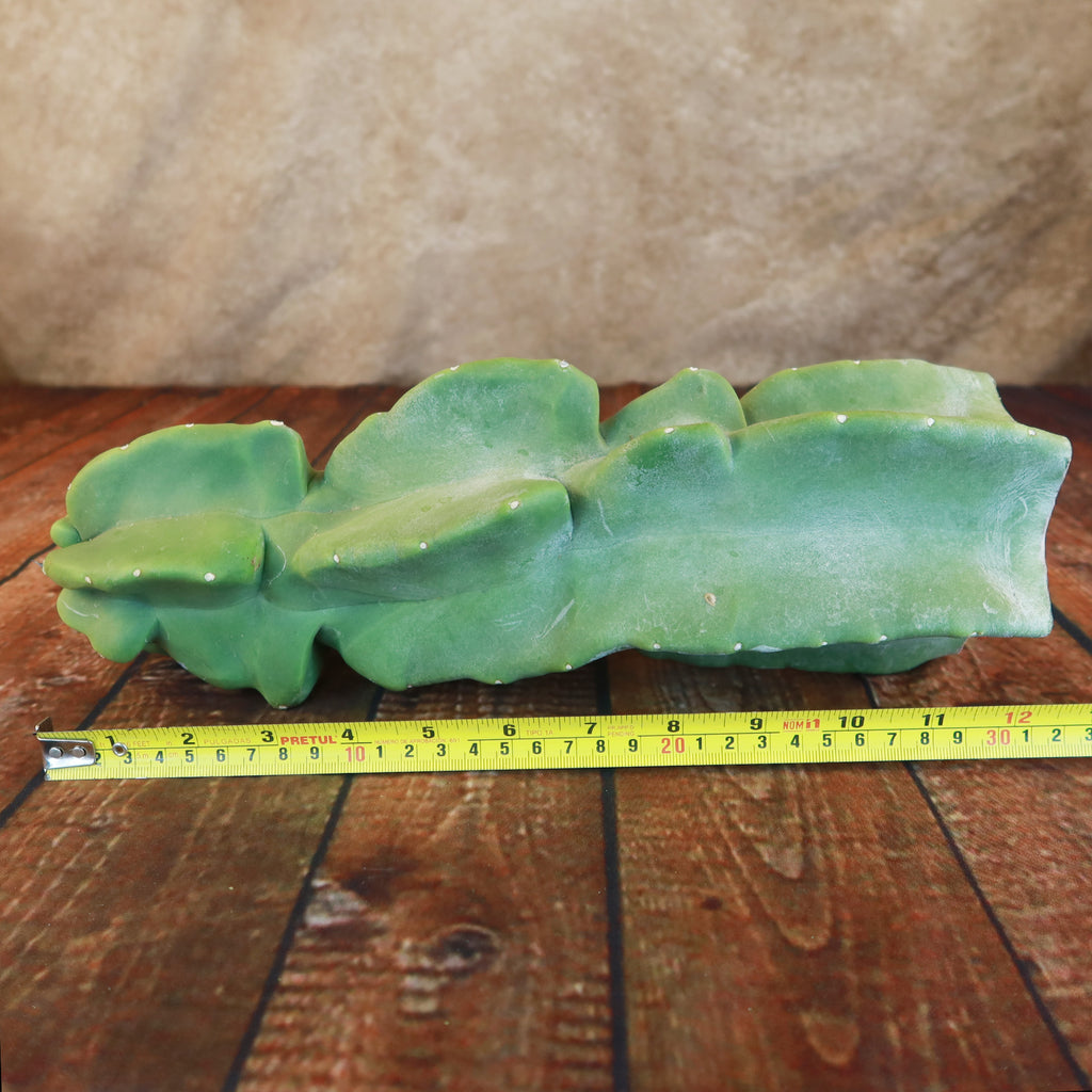 Totem Pole Cactus Cuttings