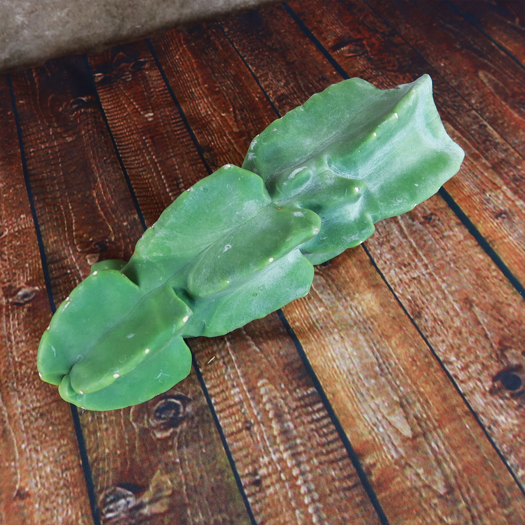 Totem Pole Cactus Cuttings