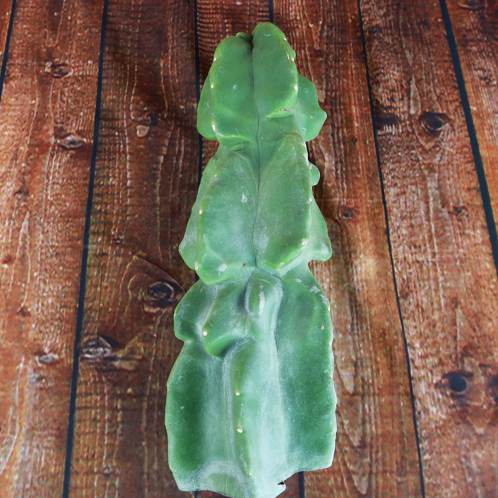 Totem Pole Cactus Cuttings