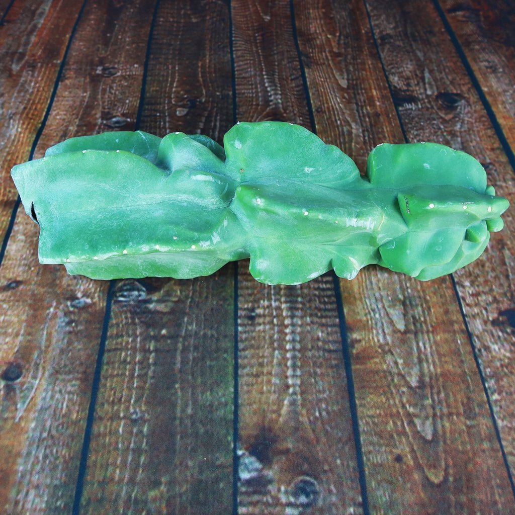 Totem Pole Cactus Cuttings