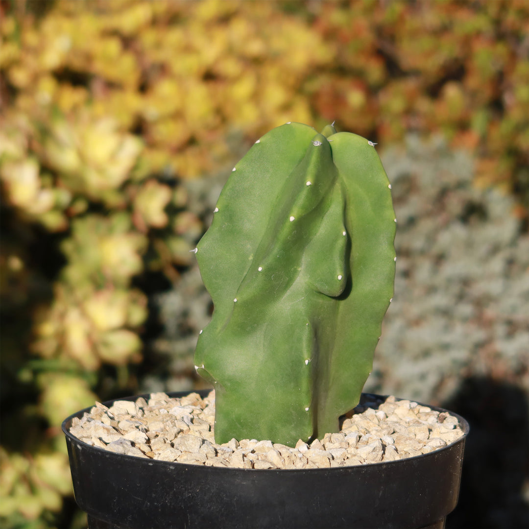 Obese Totem Pole Cactus, Live. Approx. 8 inches tall+ Ships high quality Bare Root. Free Shipping