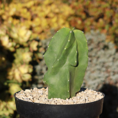 totem pole succulent Shop 'Totem Pole Cactus - Pachycereus schottii monstrosus'