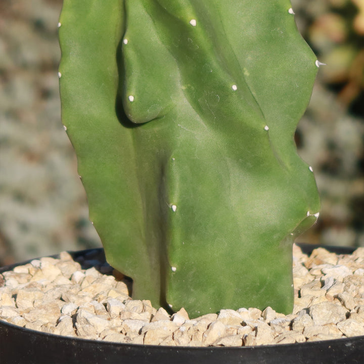 Obese Totem Pole Cactus, Live. Approx. 8 inches tall+ Ships high quality Bare Root. Free Shipping