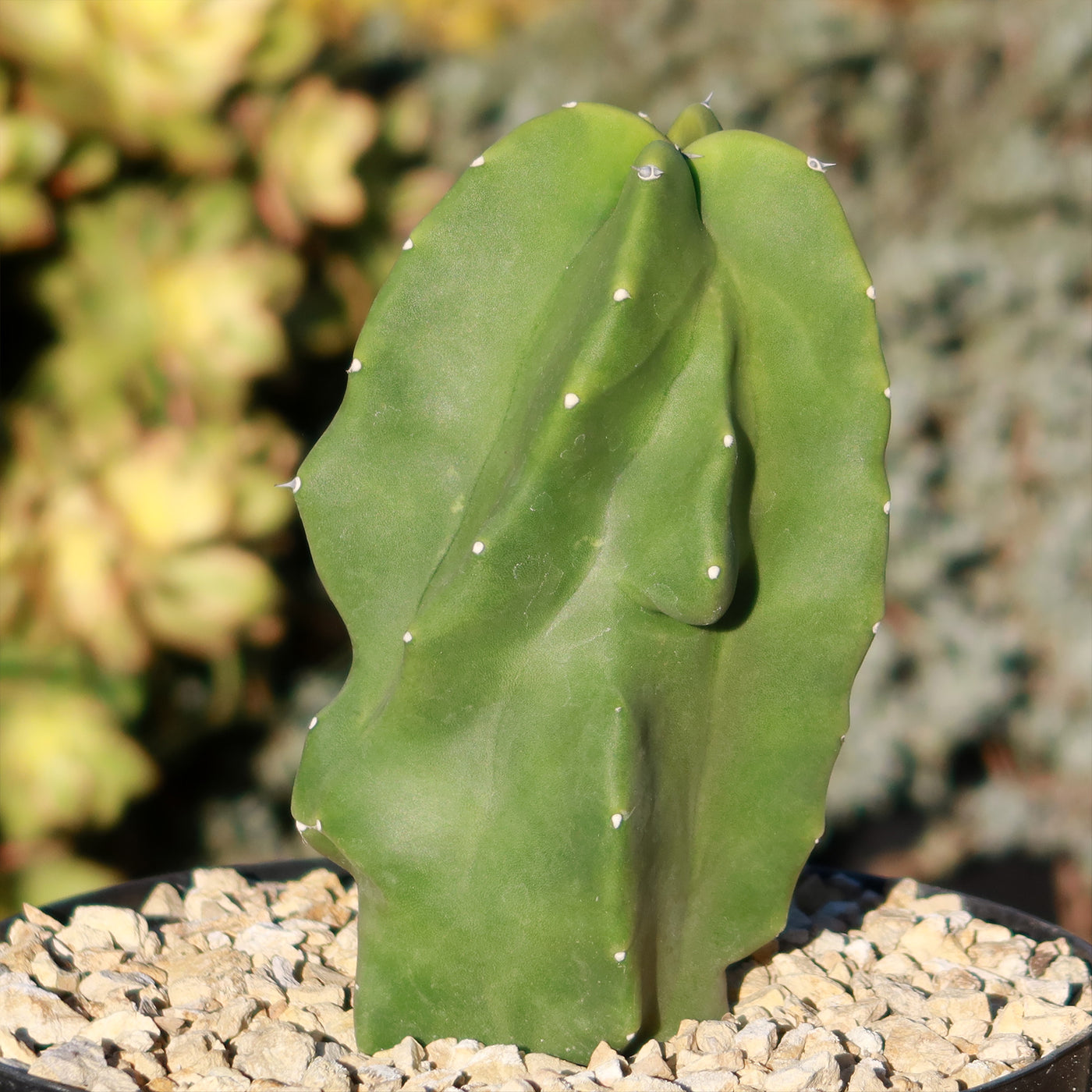 Totem Pole Cactus 'Lophocereus schottii 'monstrosus'
