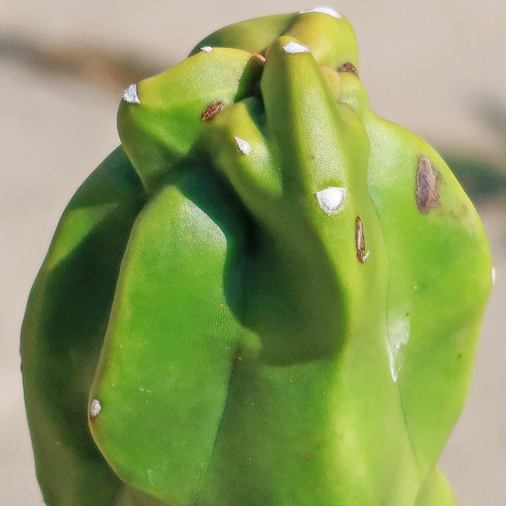 Lophocereus schottii "mieckleyanus"(Skinny)