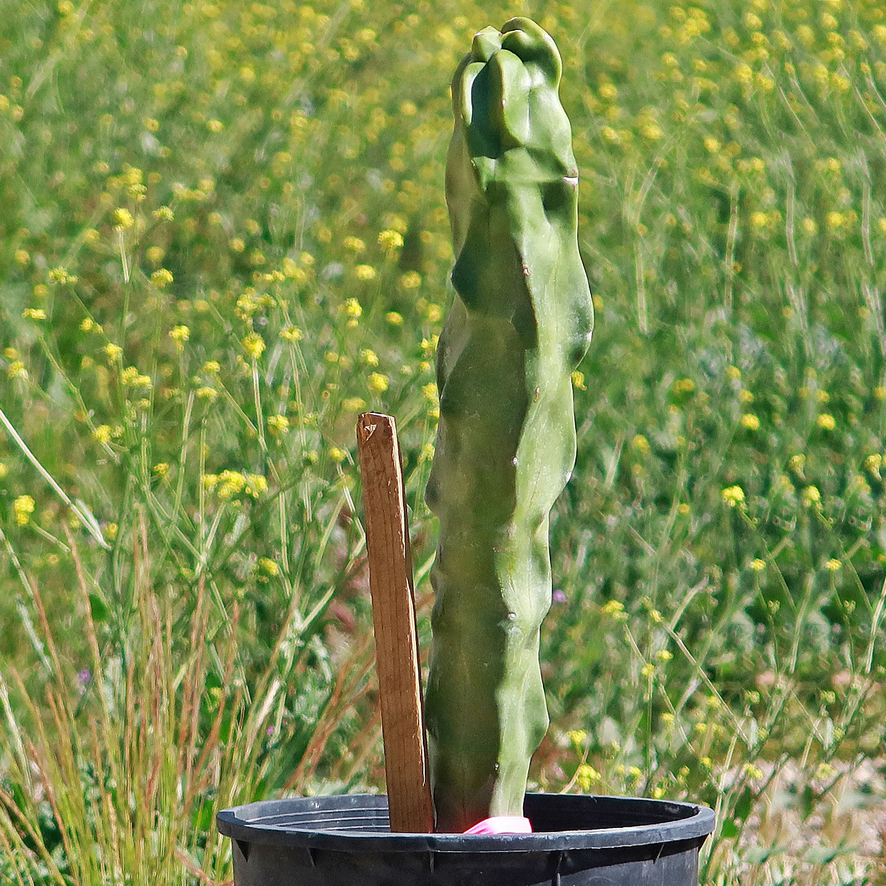 Lophocereus schotti 