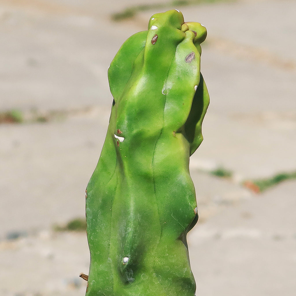 Lophocereus schottii "mieckleyanus"(Skinny)