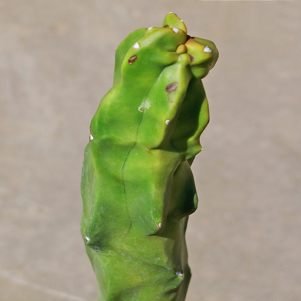 Lophocereus schottii "mieckleyanus"(Skinny)