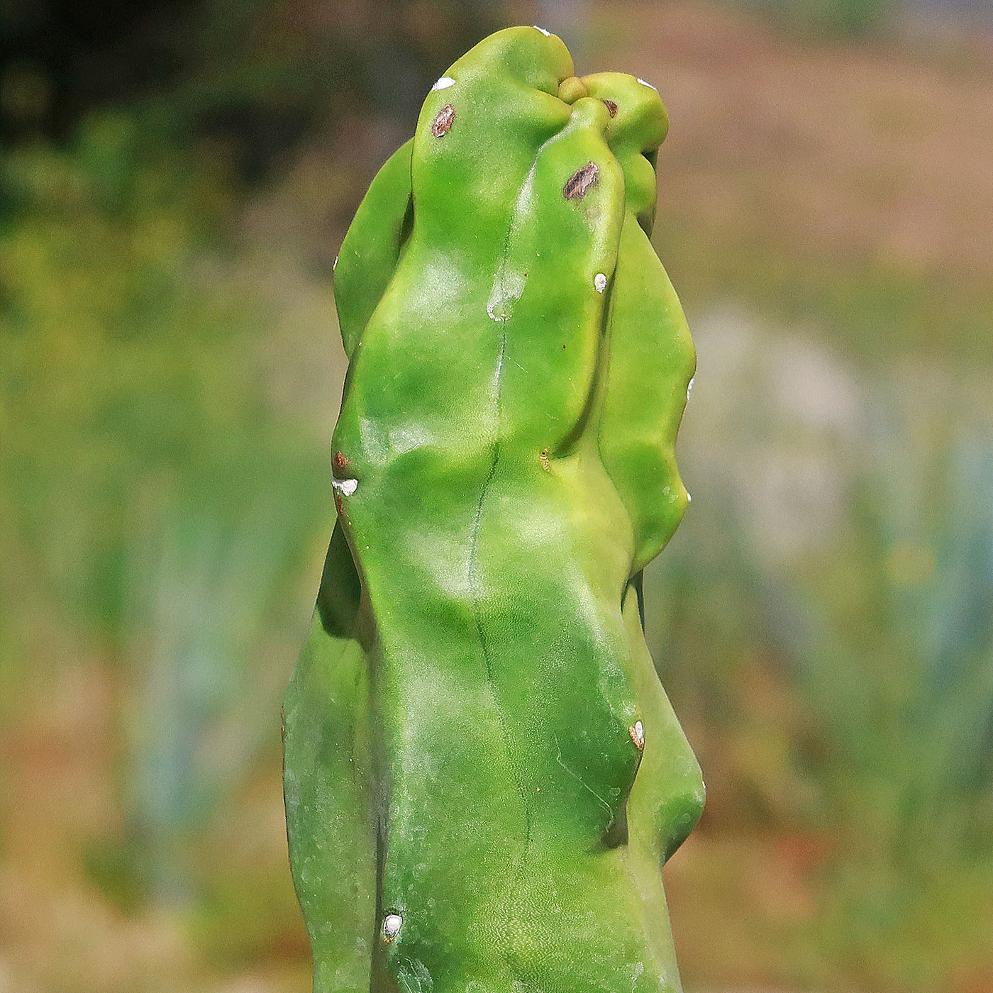 Lophocereus schotti "mieckleyanus"(Skinny)