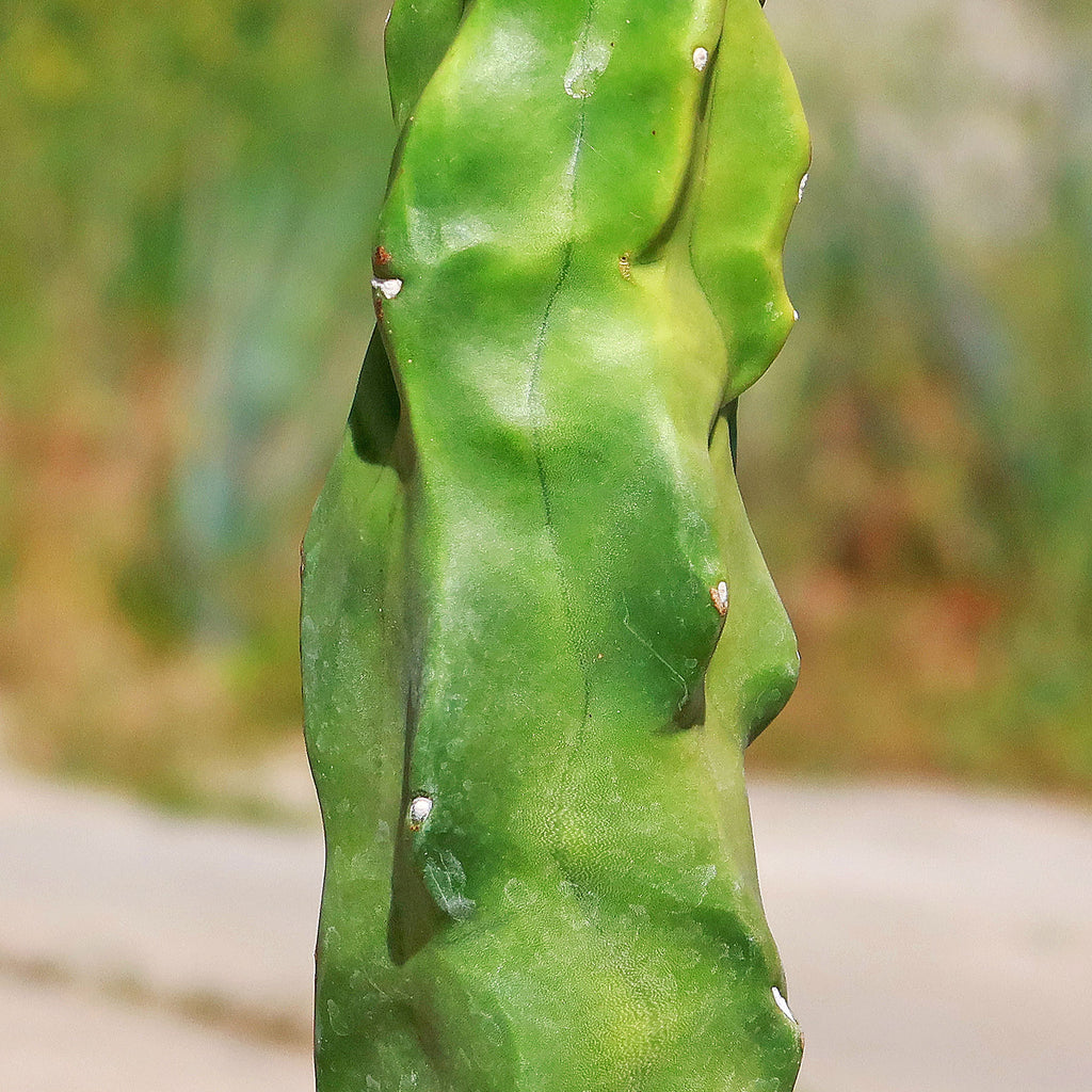 Lophocereus schottii "mieckleyanus"(Skinny)