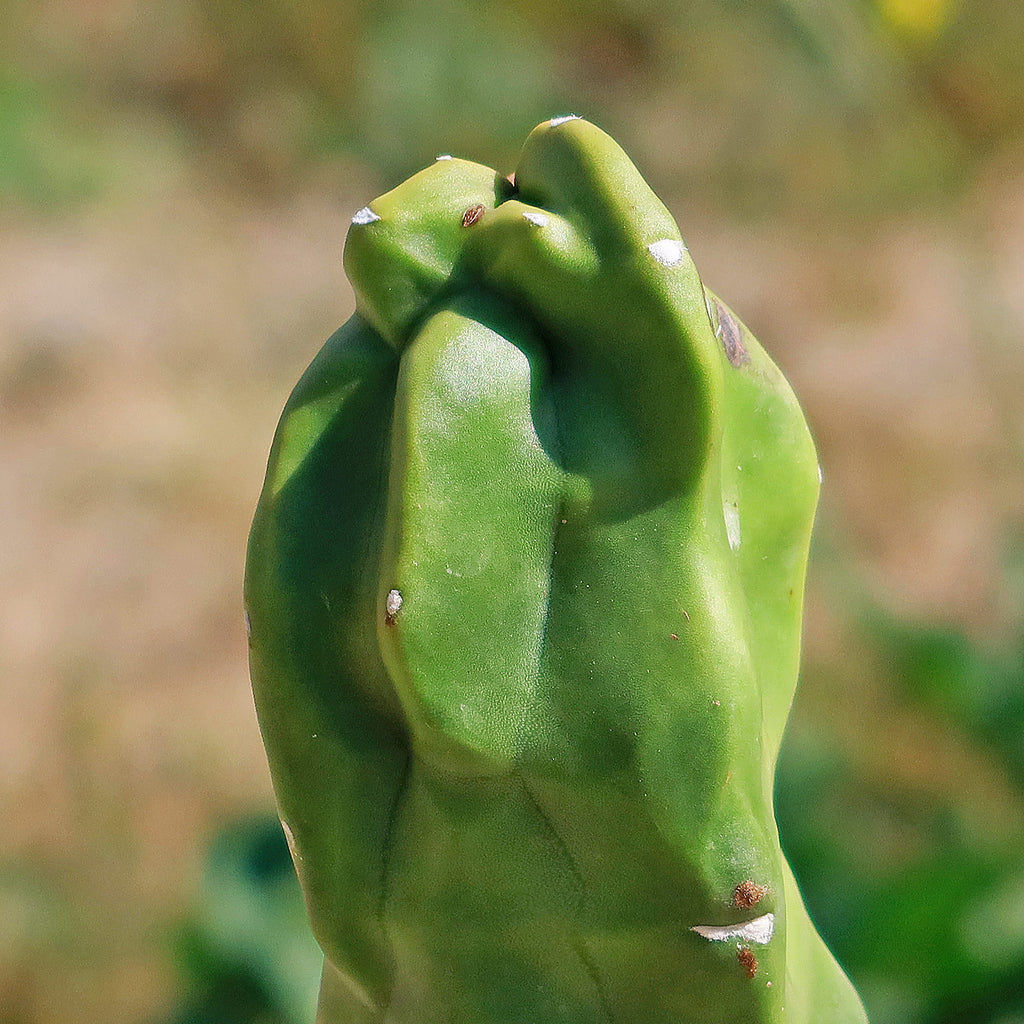 Lophocereus schottii "mieckleyanus"(Skinny)