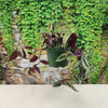 Wandering Jew/Dude ‘Tradescantia zebrina’ (Inch Plant)