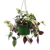 Wandering Jew/Dude ‘Tradescantia zebrina’ (Inch Plant)