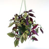 Wandering Jew/Dude ‘Tradescantia zebrina’ (Inch Plant)