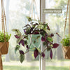 Wandering Jew/Dude ‘Tradescantia zebrina’ (Inch Plant)