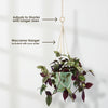 Wandering Jew/Dude ‘Tradescantia zebrina’ (Inch Plant)