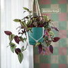 Wandering Jew/Dude ‘Tradescantia zebrina’ (Inch Plant)