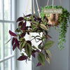 Wandering Jew/Dude ‘Tradescantia zebrina’ (Inch Plant)
