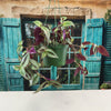 Wandering Jew/Dude ‘Tradescantia zebrina’ (Inch Plant)