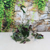 Wandering Jew/Dude ‘Tradescantia zebrina’ (Inch Plant)