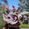 Nanouk Pink Wandering Jew &