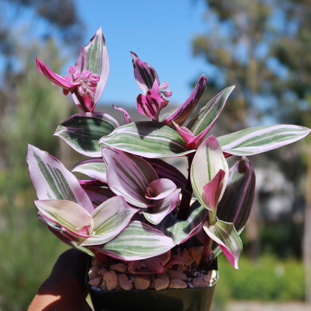 Nanouk Pink Wandering Jew &