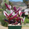 Nanouk Pink Wandering Jew &