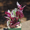 Nanouk Pink Wandering Jew &