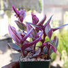 Nanouk Pink Wandering Jew &