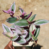 Nanouk Pink Wandering Jew &