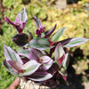 Nanouk Pink Wandering Jew &