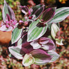 Nanouk Pink Wandering Jew &