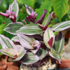 Nanouk Pink Wandering Jew &