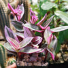 Nanouk Pink Wandering Jew &