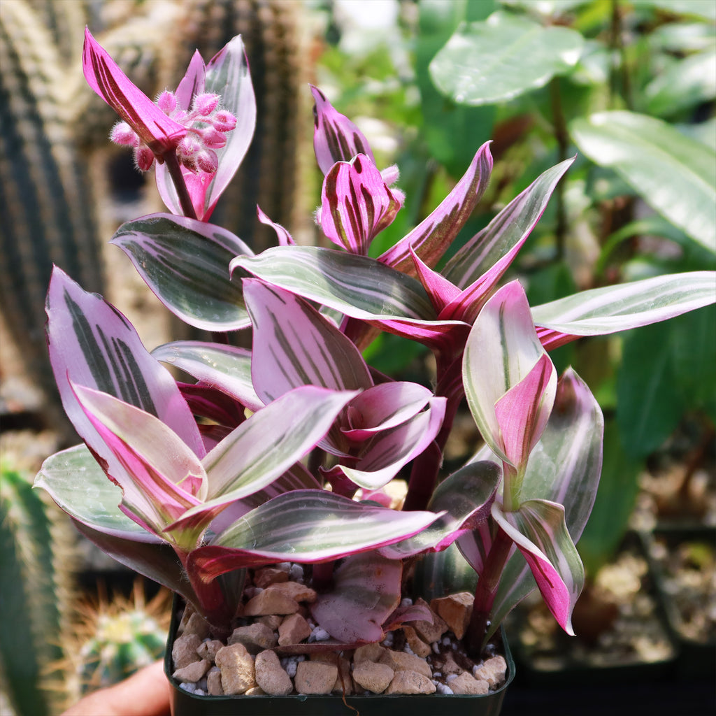 Nanouk Pink Wandering Jew &