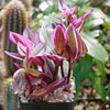 Nanouk Pink Wandering Jew &