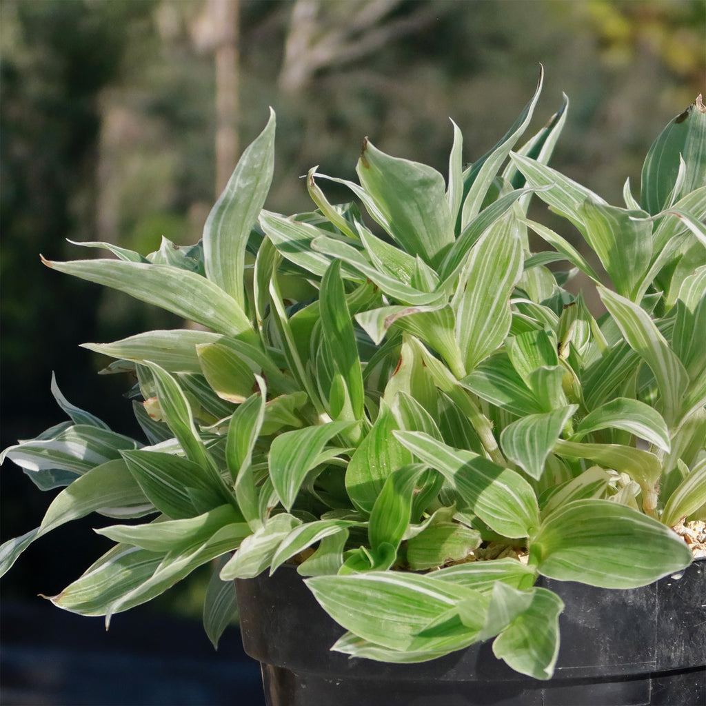 Tradescantia albiflora &