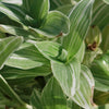 Tradescantia albiflora &